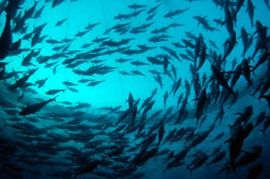 Bluefin tuna