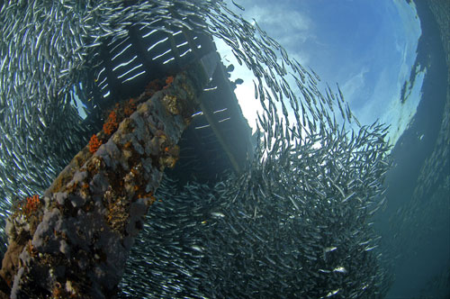 Boys and Baitfish Boys and Baitfish