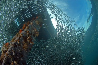 Boys and Baitfish