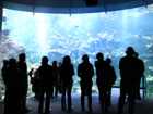 Cal Academy reef tank