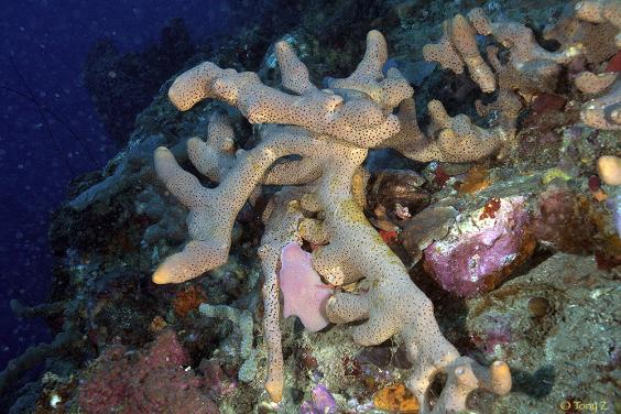 Coral near Dominica Island