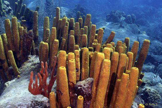 Brown Tube Sponge