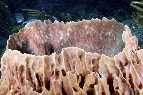Giant Barrel Sponge from Dominica Island