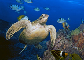 Sea turtle winning image