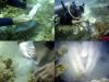 Coastal Conservation and Education Foundation, Inc., organized a coral reef appreciation field trip for elementary  and middle s