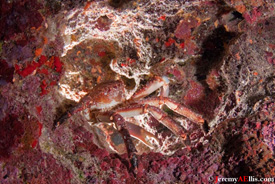 Backlit crab by Jeremy  A. Ellis