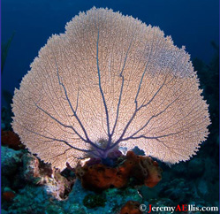 Sea Fan by Jeremy A. Ellis