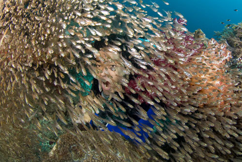 Diver and Sweepers Diver and Sweepers