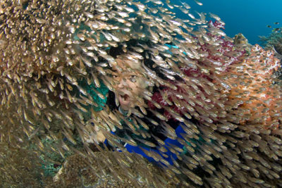 Diver and Sweepers Diver and Sweepers