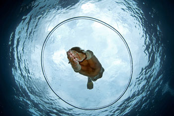 Free diver and air ring