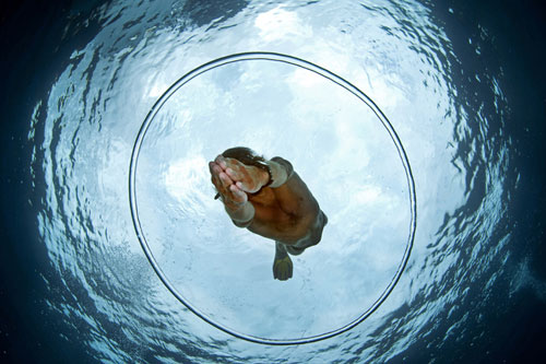 Free diver and air ring