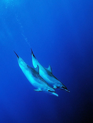 Dolphin Pair by Doug Richardson