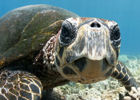 Sea turtle winning image