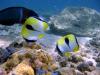 Teardrop Butterflyfish