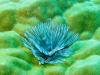 Featherduster Worm in Coral