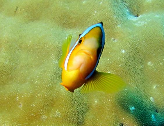 Anemonefish