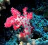 Soft Coral
