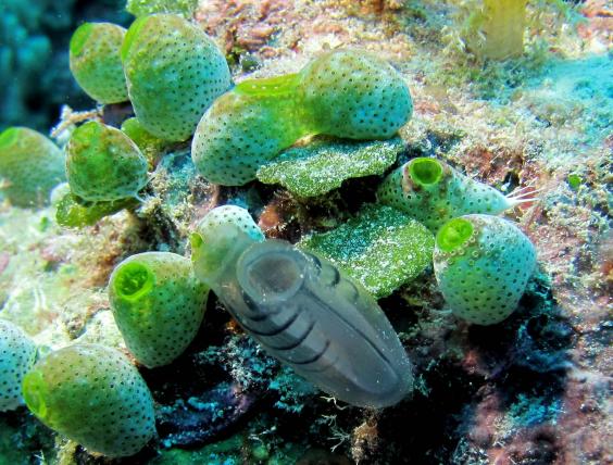 SEA SQUIRT/ASCIDIANS