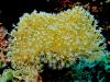 Soft Coral