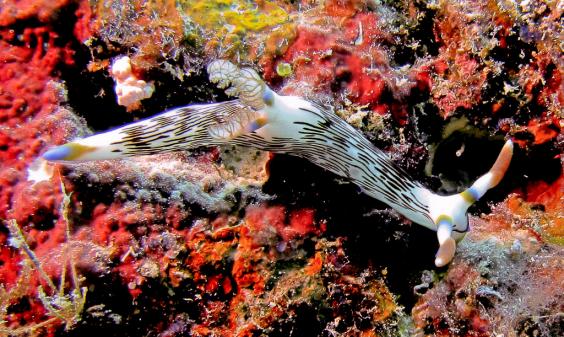 Nudibranch