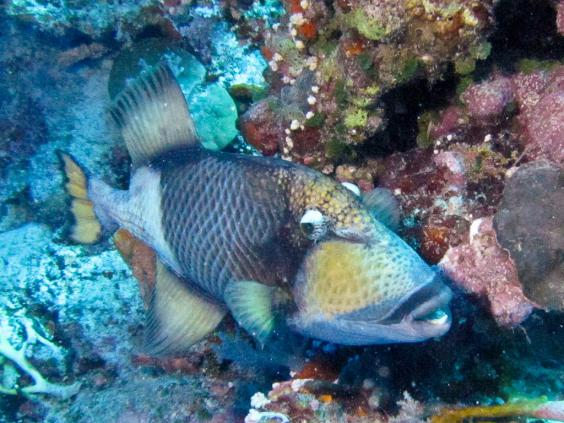Titan Triggerfish