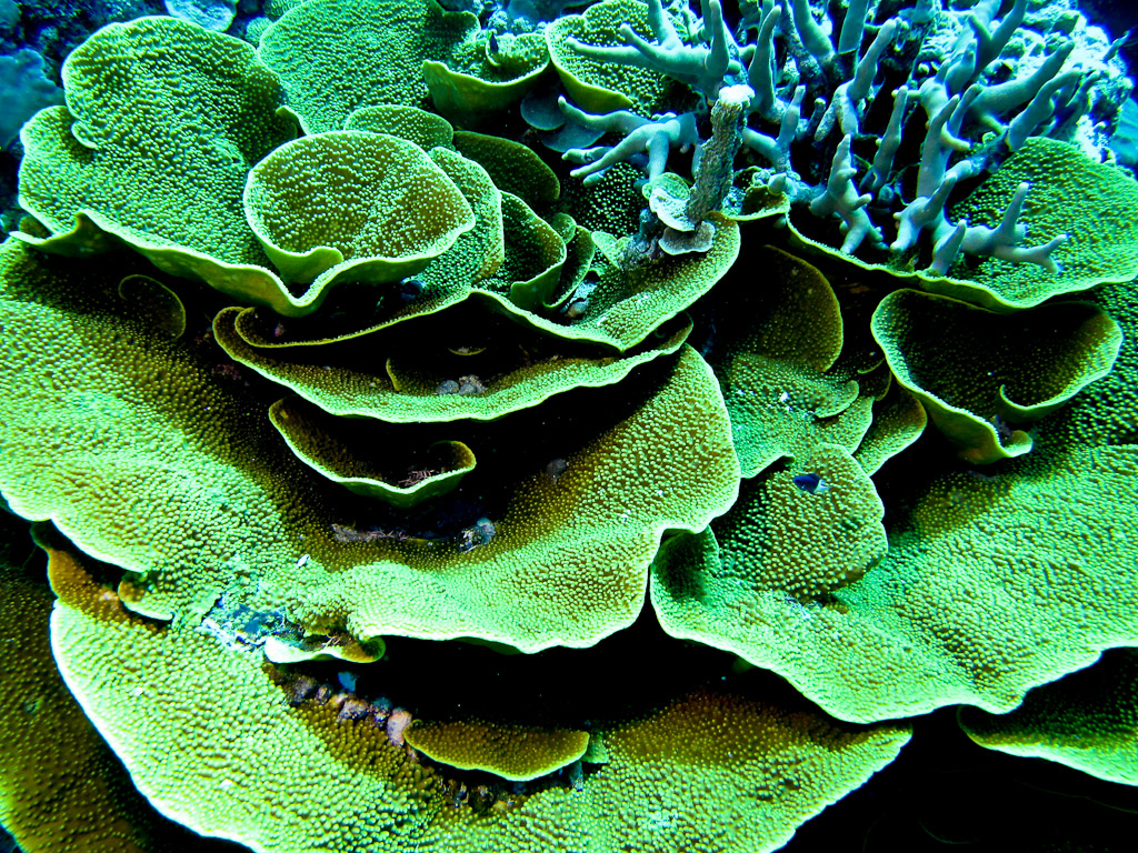 Vase Coral