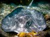 Black-blotched Ray
