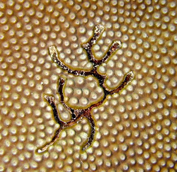 Coral Scar 
