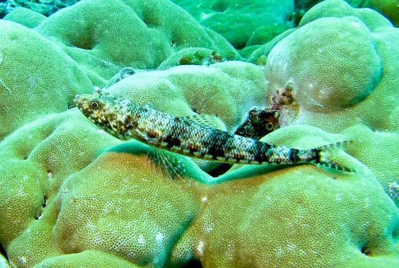 Reef Lizardfish