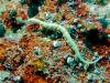 Banded Pipefish