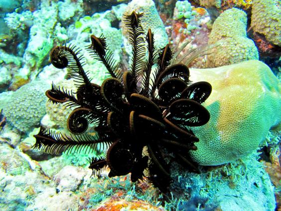 Feather Star/Crinoid