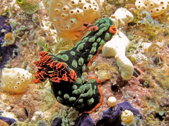 Nudibranch