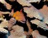 Yellow-margined Moray Eel