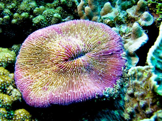 Mushroom Coral