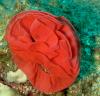 Nudibranch Eggs
