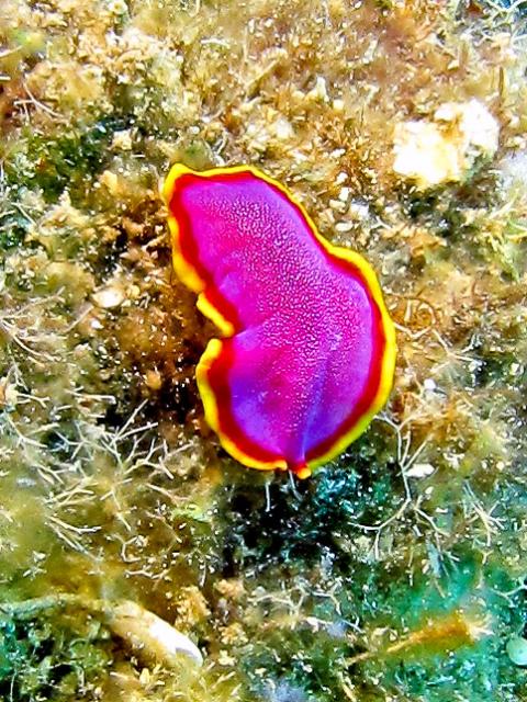 Flatworm