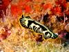 Flatworm