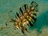 Juvenile Rockmover Wrasse