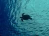 Sea Turtle