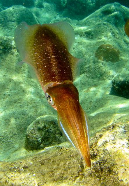 Bigfin Reef Squid