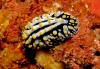 Nudibranch