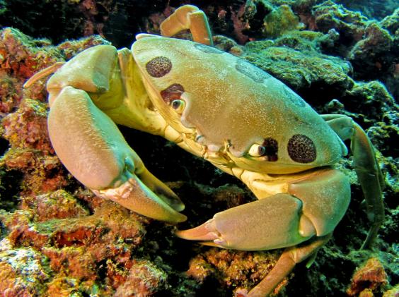 Reef Crab