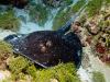 Black-Blotched Ray