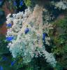 SOFT CORAL