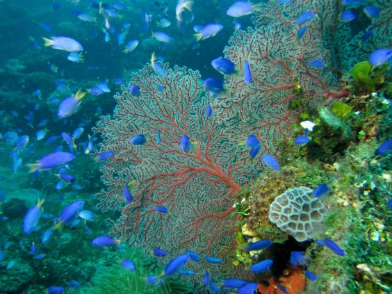 SEA FAN/GORGONIAN