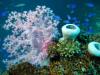 REEF SCENE