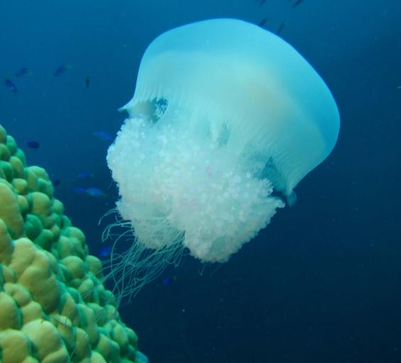 JELLYFISH