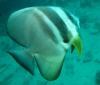 BATFISH