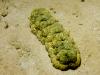Sea Cucumber 