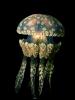 Papuan Jellyfish